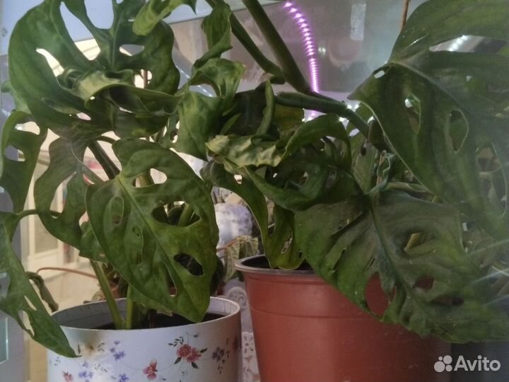 Монстера манки Маск