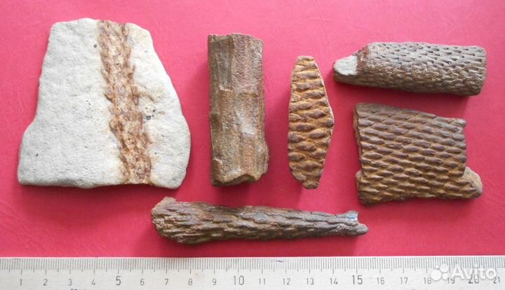 Отпечатки растений. Хвощи. Карбон, 300-350 млн.лет