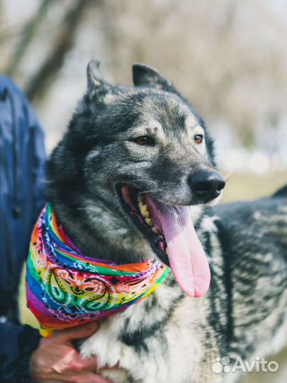 Отдам в добрые руки