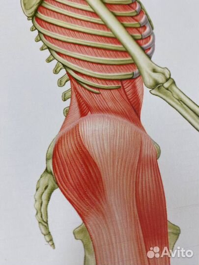 Плакаты анатомические поезда Томас Майерс 7шт