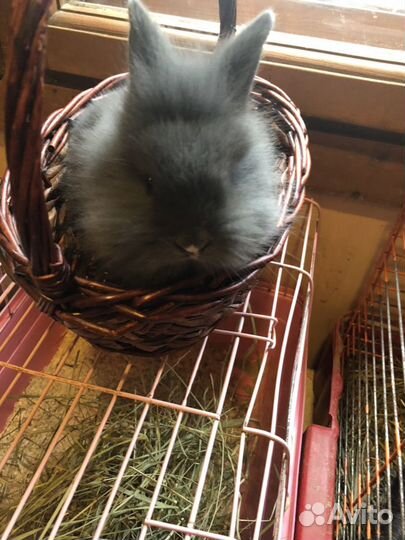 Декоративные кролики