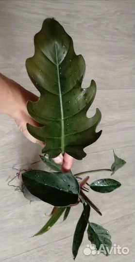 Филодендрон Карамель Марбл (клон)