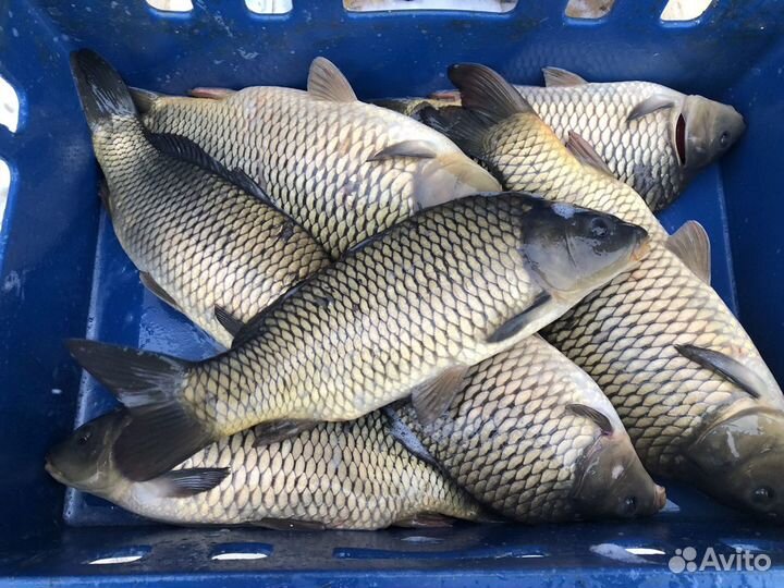 Карп живой оптом