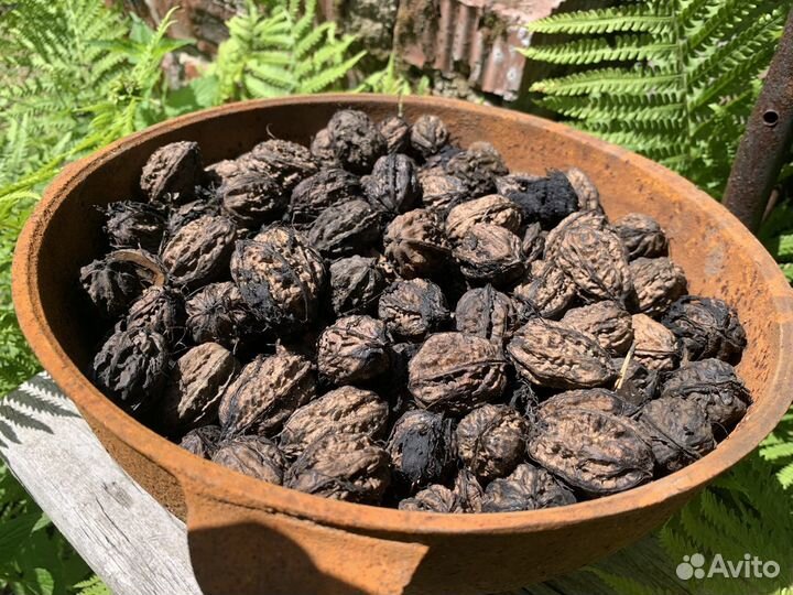 Маньчжурский орех саженцы 3-4 х летки