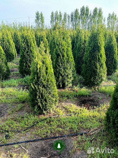 Туя смарагд на участок