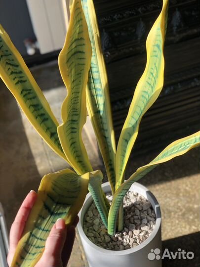 Цветы искусственные (130см) в горшке из бетона