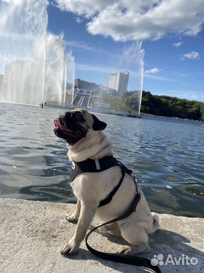 Мопс на вязку