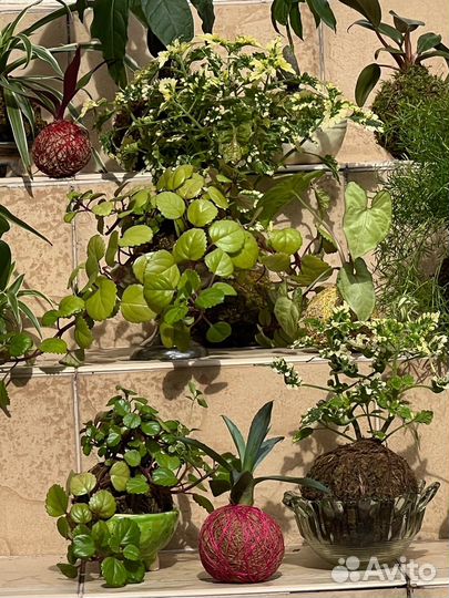 Плектрантус австралийский в kokedama