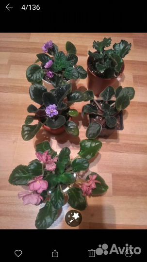 Фиалка в горшке, пересадки не требует