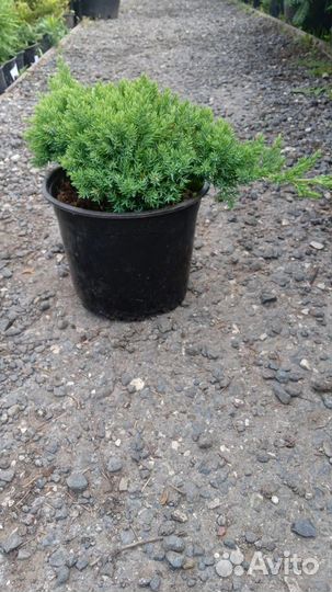 Можжевельник в ассортименте
