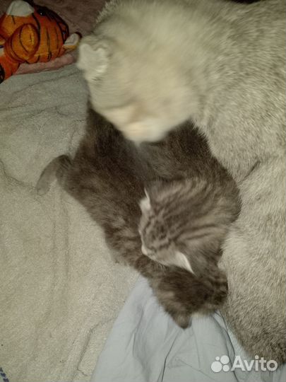 Отдам бесплатно