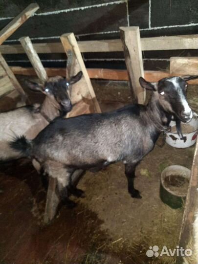 Коза дойная