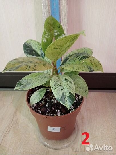 Комнатные растения. Фикусы разные