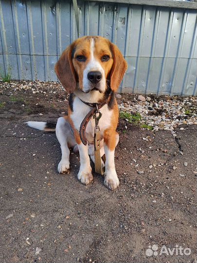 Вязка кобеля бигля