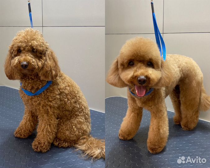 Грумер,стрижка,экспресс-линька