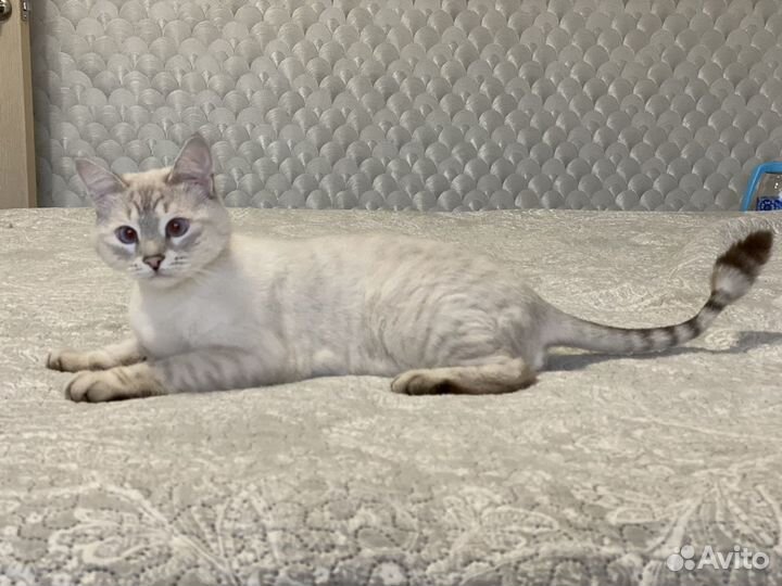 Стрижка кошек и собак