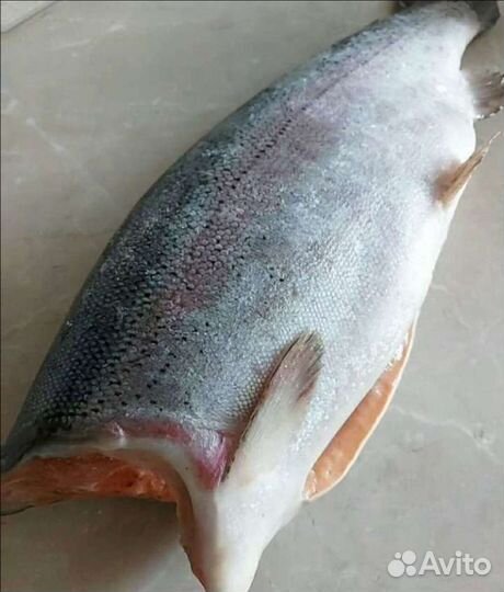 Форель тушка 2023г