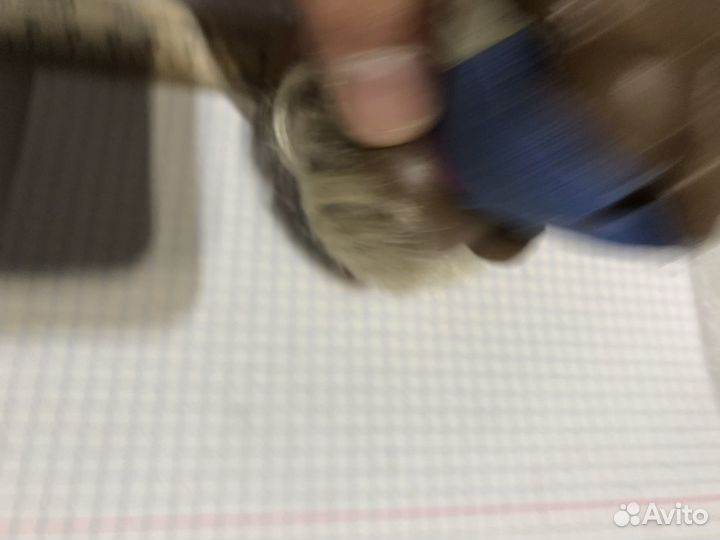 Мартышка обезьянка обезьяна Киев