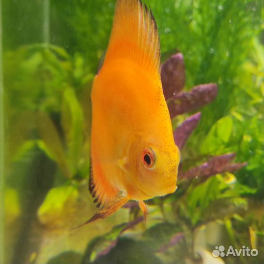 Рыба дискус