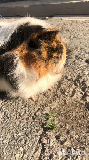 Передержка грызунов