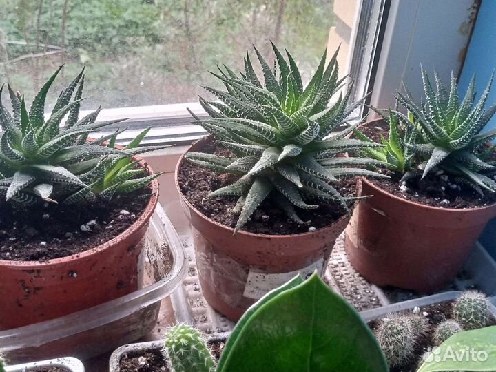 Алоэ хавортия микс