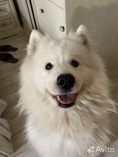 Шерсть самоеда
