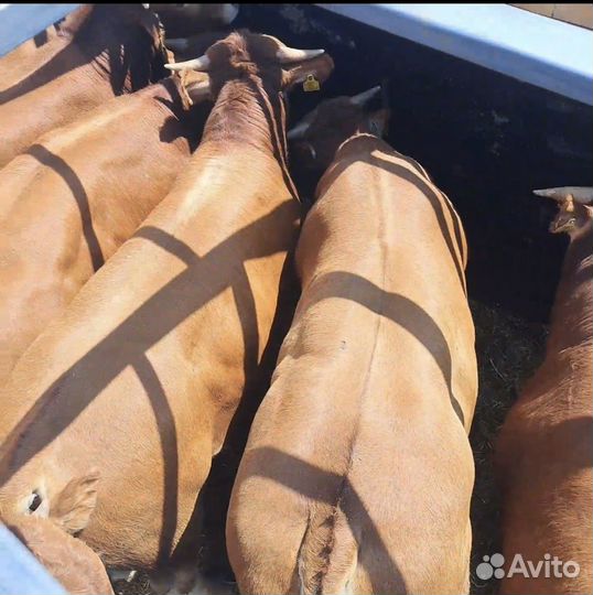 Бычки лимузины