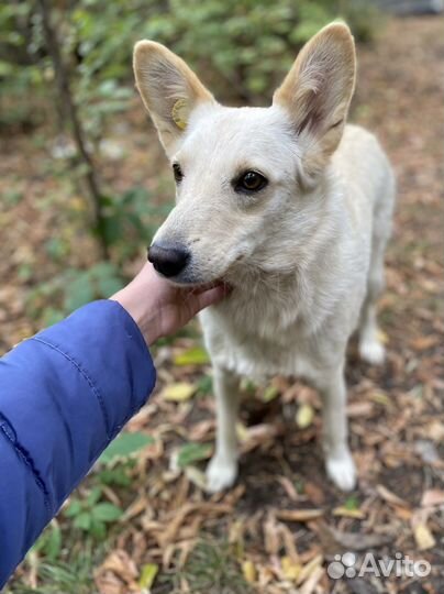 Небольшая ласковая собака в добрые руки