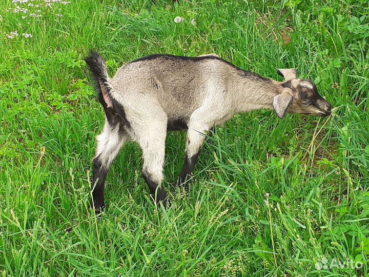 Козочка 2мес, козлик чешский 1мес