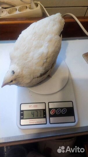 Перепелиное инкубационное яйцо