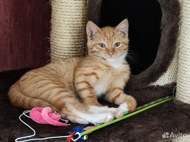 Котенок в добрые руки