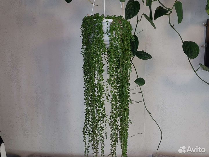 Продам Эпифилум Гватемальский, крестовник