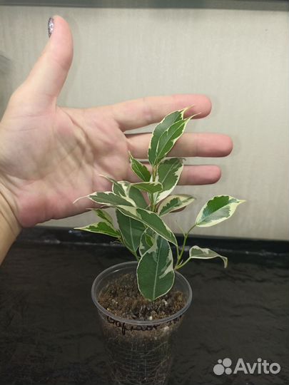 Фикусы Бенджамина