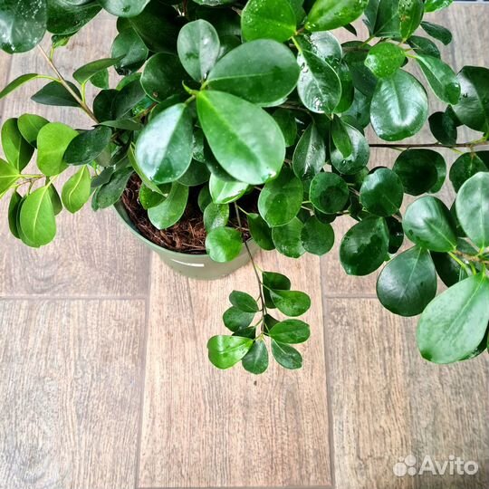 Фикус моклейм