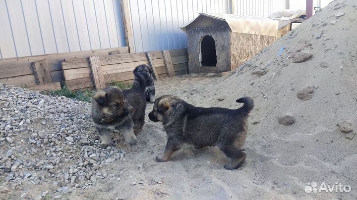 Немецкая овчарка