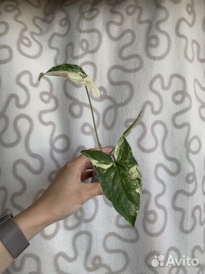 Сингониум альба