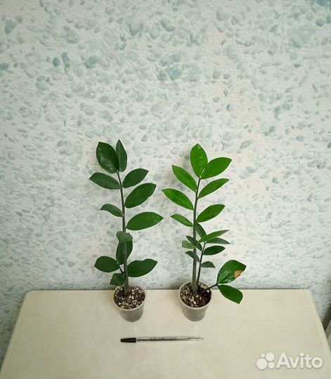 Замиокулькас