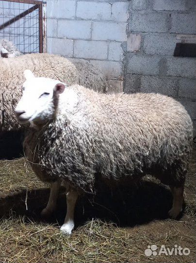 Баранчик Тексель голландский