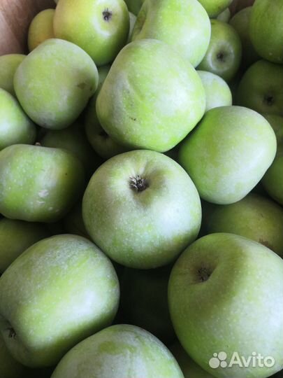 Продам яблоки