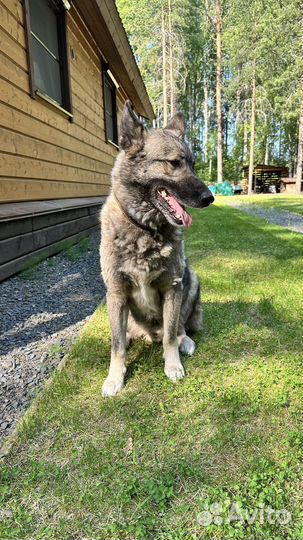 Чукотская ездовая в добрые руки