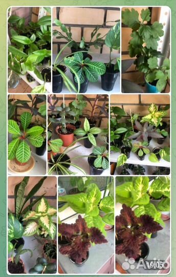 Комнатные цветы в ассортименте