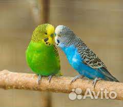 Волнистые попугаи