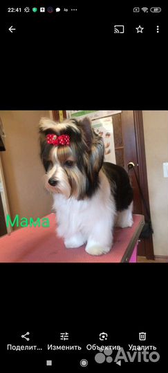 Щенки бивер йорка