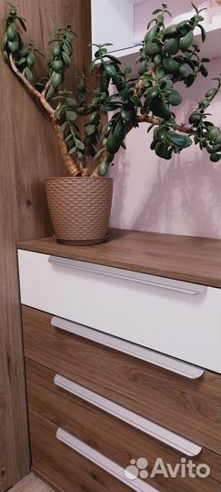 Денежное дерево толстянка