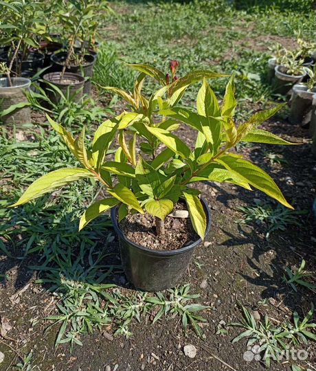 Вейгела Олимпиада