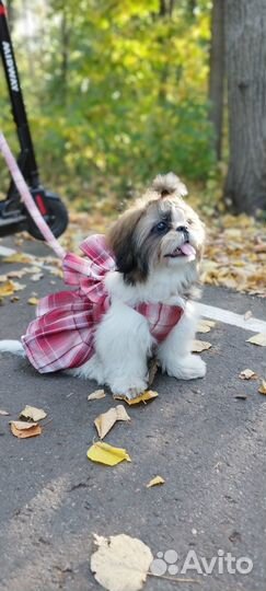 Шлейка для собаки и когки