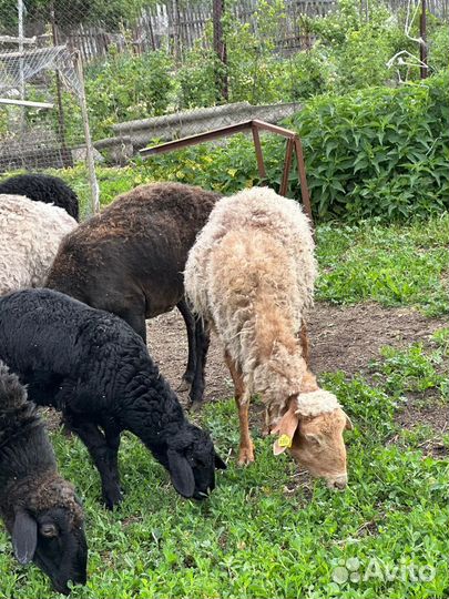 Овцы бараны ягнята эдилбайевскийе гисары