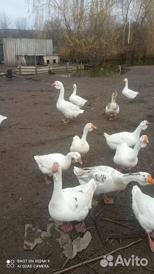 Гуси холмогоры