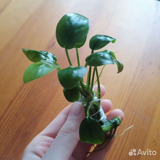 Растение для аквариума - анубиас