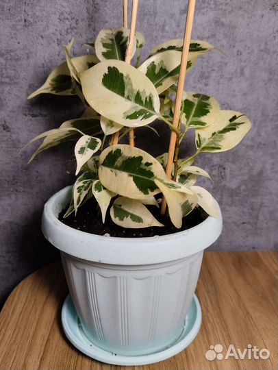 Фикус бенджамина